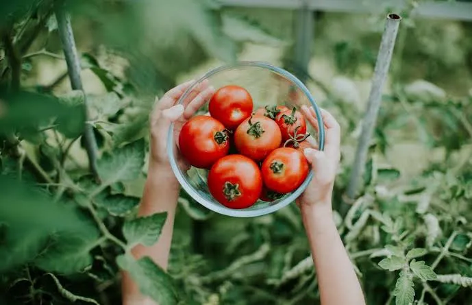 Garden Tomatoes